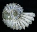 Inch Bumpy Douvilleiceras Ammonite #1971-1